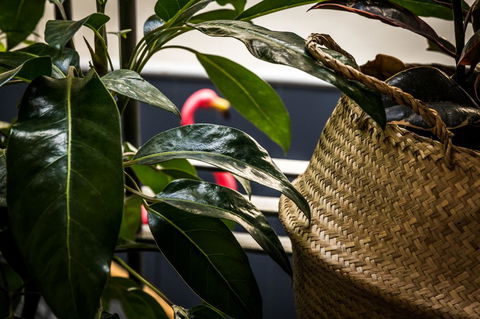 Alabama Hotel Hobart - Surfers Gold Coast 25