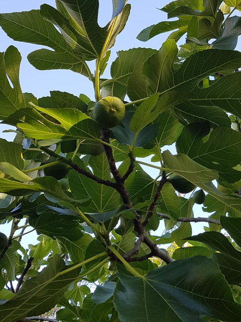 Healesville House - Fig Tree House - Surfers Gold Coast 19