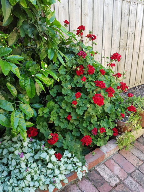 Healesville House - Fig Tree House - Surfers Gold Coast 18