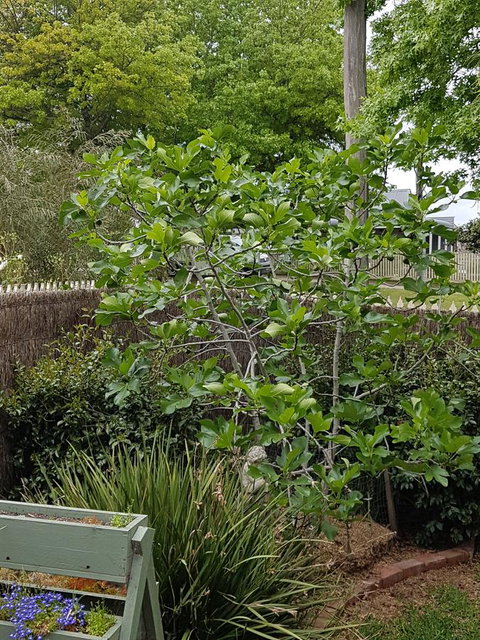 Healesville House - Fig Tree House - Surfers Gold Coast 20