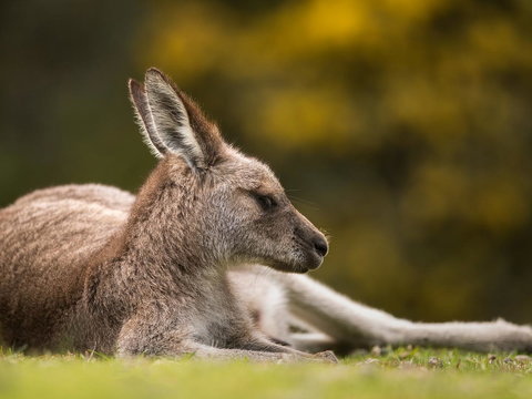 Gipsy Point Lodge & Cottages - Surfers Gold Coast 39