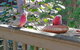 The Treehouse In Dawesville - thumb 0