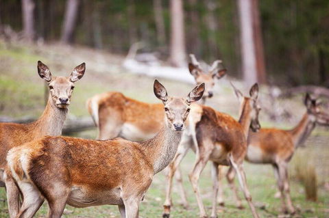 Villa Cervi Property - Surfers Gold Coast 0