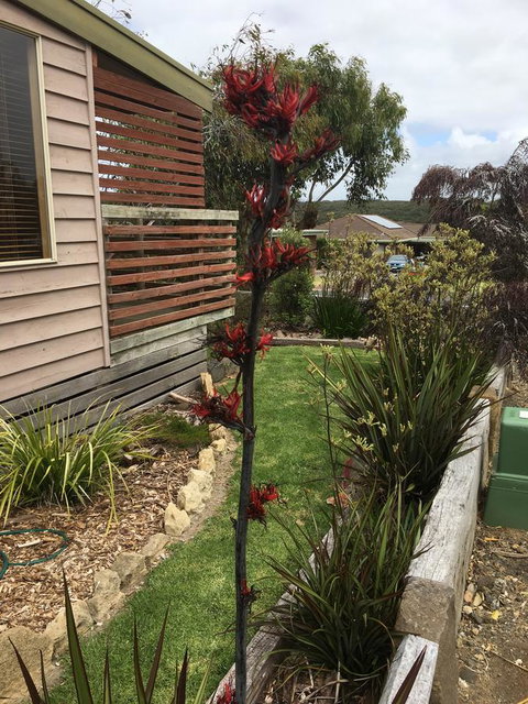 The PC Cottage - Surfers Gold Coast 31