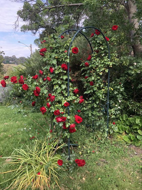 Zen Garde - Surfers Gold Coast 2