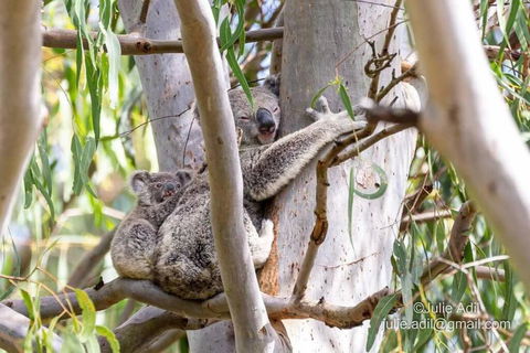 A Quiet Unit Overlooking A Reserve - Surfers Gold Coast 0