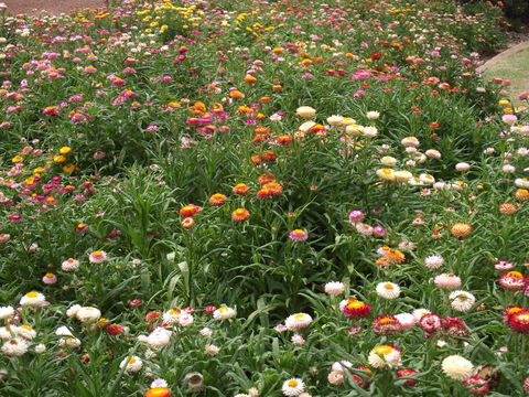 Eastgate On The Range Motel - Surfers Gold Coast 37