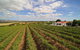 1837 Barossa Luxury Vineyard Cottages - thumb 0