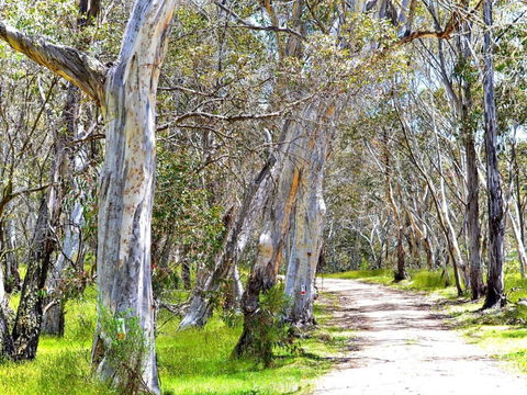 Cabin 2 - Snowy Accommodation - Surfers Gold Coast 1