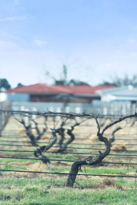 Crimson Ridge - Wines, Vines And Dine - Surfers Gold Coast 1