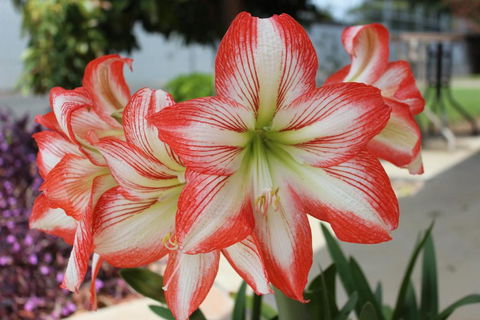 Golden Harvest Motor Inn Moree - Surfers Gold Coast 3