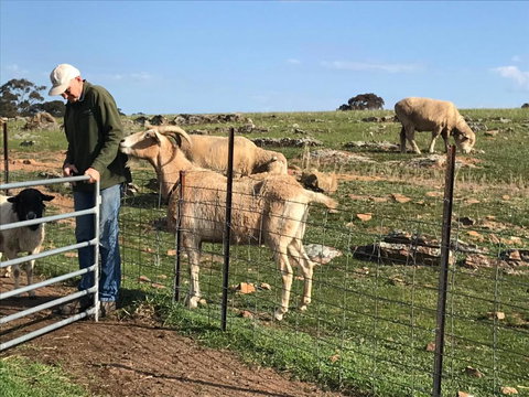 Gilgraves Vineyard Farmstay - Surfers Gold Coast 1