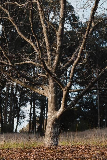 Peony Farm Green Cottage - Surfers Gold Coast 1