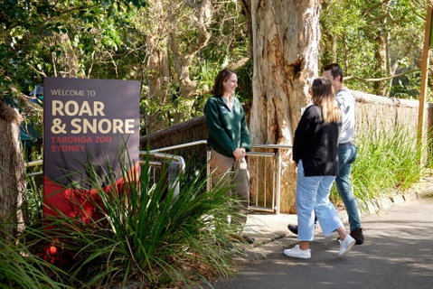 Roar And Snore - Surfers Gold Coast 1
