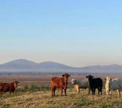 Rosemont By Tiny Away - Surfers Gold Coast 3