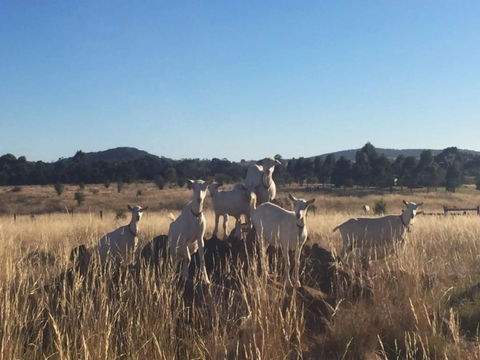 Big Tiny Altitude Tiny House Experience - Surfers Gold Coast 1