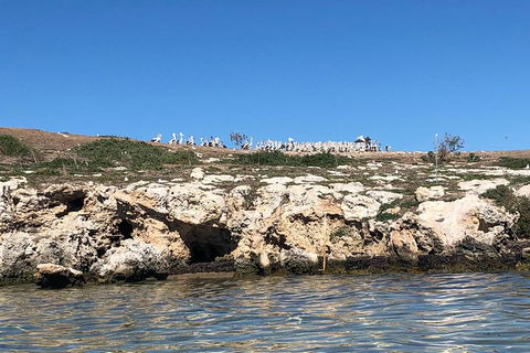 Penguin Island And Fremantle - Canoe, Chocolate & Coffee - Surfers Gold Coast 5