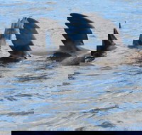 Twilight Sail Bruny Island - Surfers Gold Coast