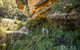 Private Guided: Blue Mountains Hiking & Nature Tour - thumb 2