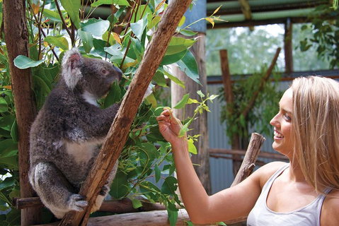 Private Guided Tour: Blue Mountains Tour From Sydney - Surfers Gold Coast 5