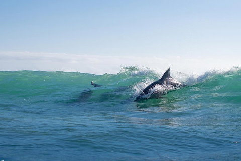 Private Tangalooma Wrecks Tour - Surfers Gold Coast 2
