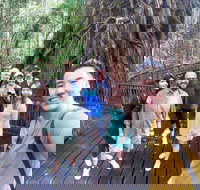 Cairns 4WD Waterfall and Rainforest Tour Including Kuranda Scenic Railway - Surfers Gold Coast