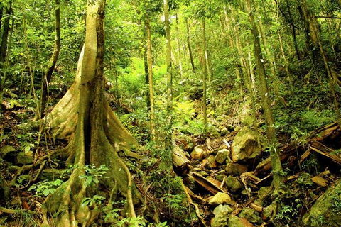 Cairns 4WD Waterfall And Rainforest Tour Including Kuranda Scenic Railway - Surfers Gold Coast 1