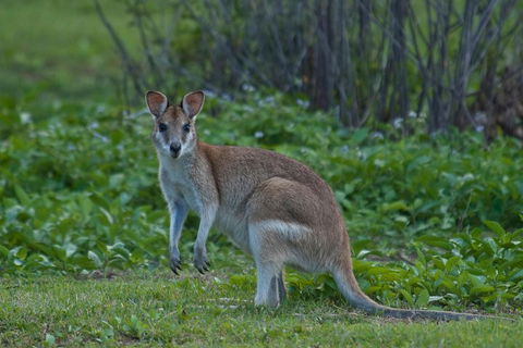 Cairns 4WD Waterfall And Rainforest Tour Including Kuranda Scenic Railway - Surfers Gold Coast 2