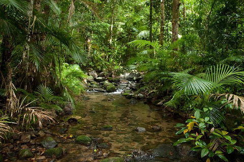 Cairns Reef And Rainforest Combo: Daintree Rainforest And The Great Barrier Reef - Surfers Gold Coast 1