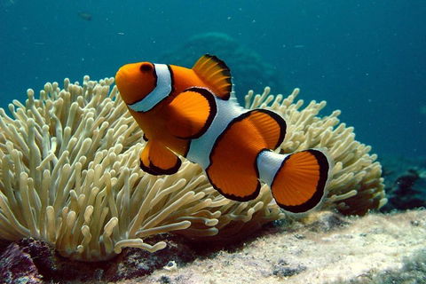 Cairns Reef And Rainforest Combo: Daintree Rainforest And The Great Barrier Reef - Surfers Gold Coast 2