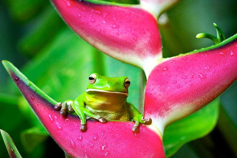 Cape Tribulation, Mossman Gorge, And Daintree Rainforest Premium Day Tour - Surfers Gold Coast 0