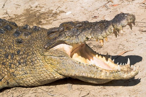 Cape Tribulation, Mossman Gorge, And Daintree Rainforest Premium Day Tour - Surfers Gold Coast 1