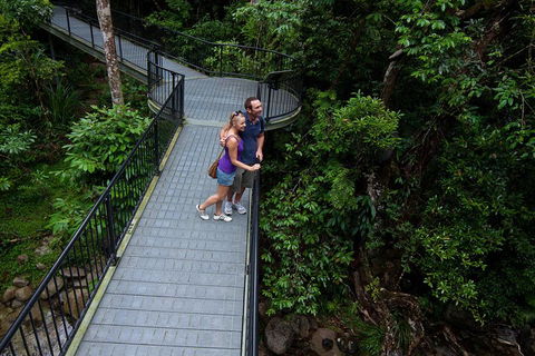 Cape Tribulation, Mossman Gorge, And Daintree Rainforest Premium Day Tour - Surfers Gold Coast 3
