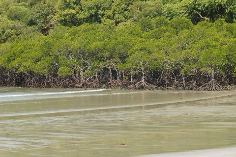 Cape Tribulation, Mossman Gorge, And Daintree Rainforest Premium Day Tour - Surfers Gold Coast 4