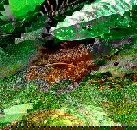 3-Day Small-Group Tour of North Queensland with Pick Up - Surfers Gold Coast