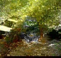 Cairns National Park Rainforest and Waterfall Small Group Tour Shore Excursion - Surfers Gold Coast