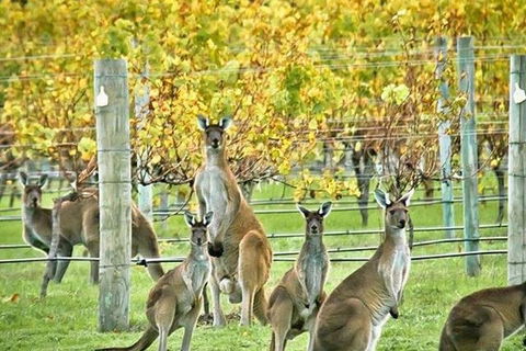 Three Day Charter Margaret River Region (inbound Melbourne Travelers) - Surfers Gold Coast 5