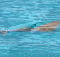 Snubfin Dolphin Eco Cruise from Broome - Surfers Gold Coast