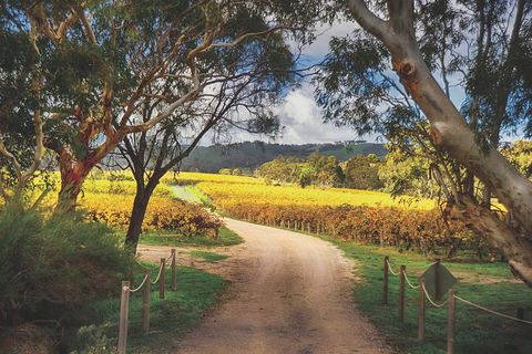 McLaren Vale Winery Small Group Tour With Wine Tasting And Lunch - Surfers Gold Coast 1
