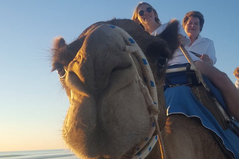 Broome Pre-sunset Camel Tour 30 Minutes - Surfers Gold Coast 1