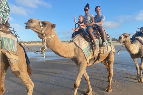 Broome Pre-sunset Camel Tour 30 Minutes - Surfers Gold Coast 3
