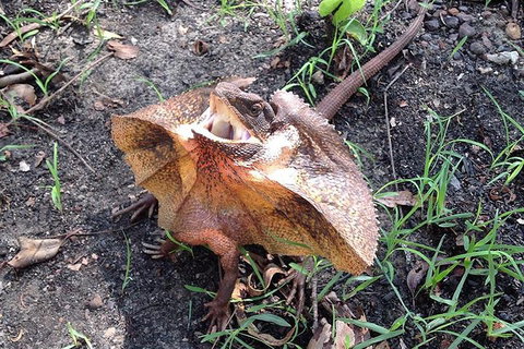 Litchfield National Park And Jumping Crocodile Cruise - Surfers Gold Coast 1