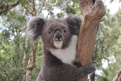Private Blue Mountains Tour With Kangaroo And Koala Experience - Surfers Gold Coast 2