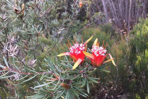 Private Blue Mountains Tour With Kangaroo And Koala Experience - Surfers Gold Coast 4