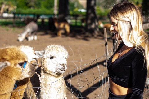 O'Reilly's & Lamington National Park Incl. Alpaca Farm + Vineyard - Surfers Gold Coast 3