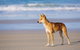Fraser Island 4WD Tour From Noosa - thumb 5