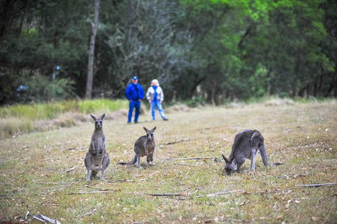 Private Blue Mountains And Winery Day-Trip From Sydney - Surfers Gold Coast 5