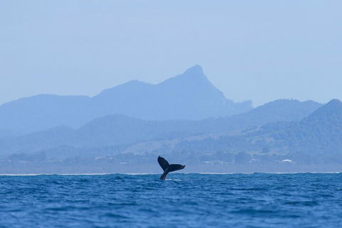 The Byron Bay Sea Kayak Tour - Surfers Gold Coast 0