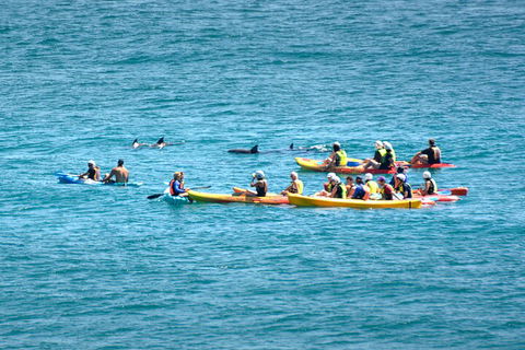 The Byron Bay Sea Kayak Tour - Surfers Gold Coast 1