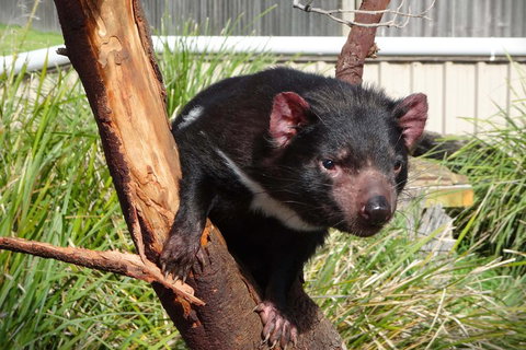 Tasmania 6 Day 'Tour In Circle' - Surfers Gold Coast 1